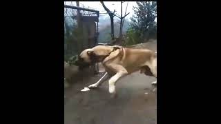 Most Aggressive Real Giant TURKISH KANGAL DOG 🔥🔥 shorts [upl. by Ihcas]