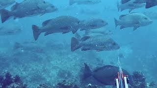 So many fish on our secrete spot Spearfishing Heaven [upl. by Yxor710]