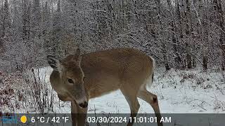 Tomahawk Trail Camera March 28th to April 8th 2024 [upl. by Hashum]