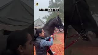 STALION SHAAN SIRED BY DILSHAN horse royalmarwarihorses marwarihorse allindiamarwarihorsesociety [upl. by Dorcea]