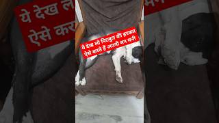 Baghira ki new style doglover americanbul masti sleeping 😴 [upl. by Rodd672]