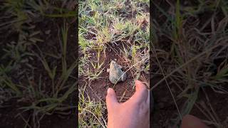 🐸🤏Boing boing catching froggy funny  🐸catch frogs make you laugh  catch frogs for fun part 4 [upl. by Asiret]