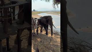 African bush elephant stands grazing by camp [upl. by Hgielek]