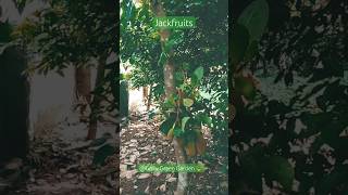 Tropical Jackfruit tree​⁠GrowGreenGarden [upl. by Aikar631]