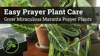 Easy Prayer Plant Care  Grow Miraculous Maranta Prayer Plants [upl. by Ytinav]