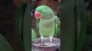 Female Alexandrine Parrot alexandrine relaxing cute [upl. by Pearla]