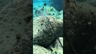 Spearfishing Dos and Donts  Be Patient  Big Island of Hawaii [upl. by Krause252]