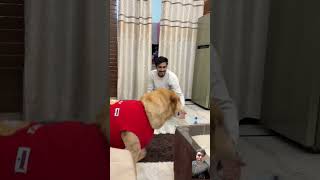 Leos reaction on remote control helicopter🤣 leodog shorts dog funny comedy dogsworld [upl. by Muller]