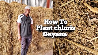 How to Plant chloris Gayana  Sampling  2023 [upl. by Sherburne]