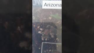 Tarantulas Arizona Blonde Tarantula [upl. by Eilis952]