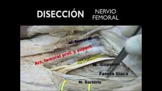 ANATOMÍA PARA BLOQUEOS DEL MIEMBRO INFERIOR [upl. by Clint631]