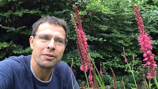 Bijenplant in beeld duizendknoop PolygonumPersicaria amplexicaulis Firetail [upl. by Neenaej]