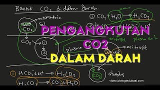 Pertukaran CO2 Di Dalam Darah [upl. by Ellingston]