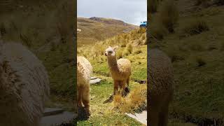 Las hermosas montañas y lagunas de Huaraz Perú 04 [upl. by Aneis]