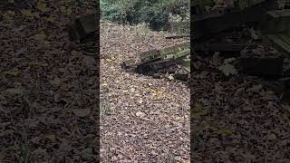 Pile of moss covered pallets in the woods [upl. by Leary]