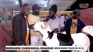 BERGERIE CHEIKHOUL KHADIM CHEZ OMAR NGOM [upl. by Nodnorb]