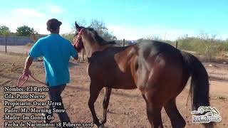 Futurity Hipodromo Los Mezquites 2018 [upl. by Ahsenwahs]