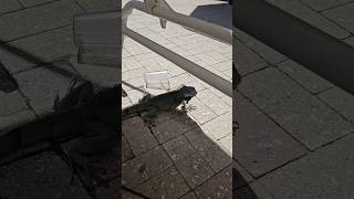 Look who crawled under my seat at the beach iguana foryou pets trending beach creepy scary [upl. by Orag]