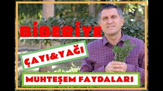 BİBERİYE FAYDALARI I ROSMARİN I ROZMARİN I ROSEMARY ÇAYI NASIL DEMLENİR [upl. by Auehsoj]