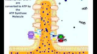 atpsynthesischemiosmotic Phosphorylation [upl. by Nomar]