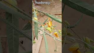 Sunhemp scientific name Crotalaria juncea  sanai botany shorts [upl. by Nevlin743]