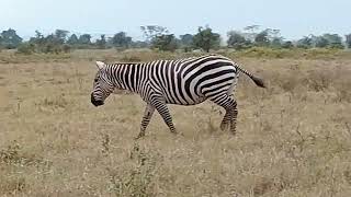 maneless zebra [upl. by Refotsirk520]