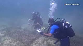 Local teams in Tunisia save sea plants from warming waters  REUTERS [upl. by Kristo148]