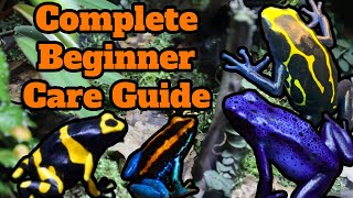 IN DEPTH Poison Dart Frog Care Guide  Everything You Need To Know [upl. by Assela]