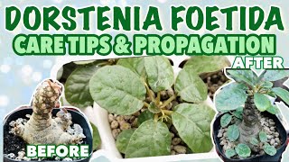 DORSTENIA CARE TIPS AND PROPAGATION PHILIPPINES  Mikaela Kay [upl. by Eeneg]