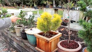 Easy Potting Techniques for Growing Conifers in Pots  Dwarf Conifer Container Gardening [upl. by Rainwater]