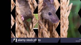 Eliminating Tree Rats How to get Rid of Rat [upl. by Marka853]