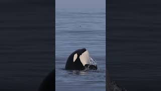 Killer whale attacking A northern fulmar bird [upl. by Ittam]