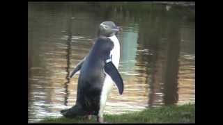 YellowEyed Penguins  Dunedin New Zealand [upl. by Erdnaet]