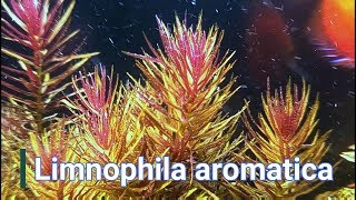 limnophila aromatica cuidados [upl. by Ahsatin221]