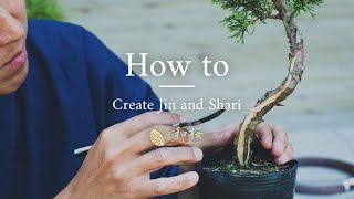 Bonsai for Beginners Bonsai Carving amp How to Create jin and shari  Wazakura Japan [upl. by Dunn198]