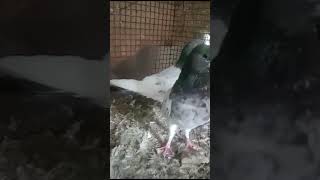 Rampuri kabutar sell 7319390367viralshortvideopigeontrainingpigeonelover [upl. by Ofloda]