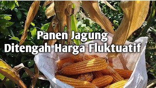 Panen Jagung ditengah harga yang Fluktuatifdi petik sendiri heniwahyudi3138 [upl. by Riffle]