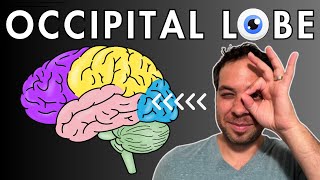 The Occipital Lobe Visual Cortex  Location and Function [upl. by Oihsoy]