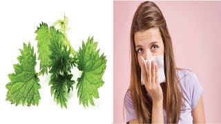 Butterbur for Allergies [upl. by Atled]