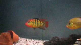 Cichlisoma festae  Guayas cichlid  p2 [upl. by Ruthi]