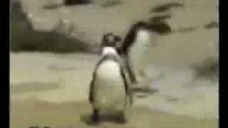 Fridaypenguin vs Mondaypolar bear [upl. by Madonia]