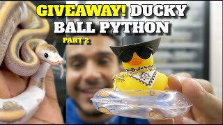 1000 Ball Python Giveaway Ducky Champagne Freeway Part 2 [upl. by Eglanteen]