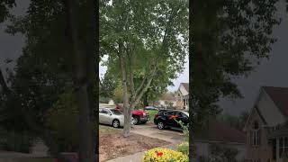 First monarch butterfly hits the tithonia St Louis Sept 13 2024 [upl. by Akiam]