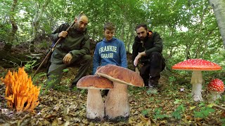 Centinaia di PORCINI i FUNGHI della faggeta [upl. by Asserak]