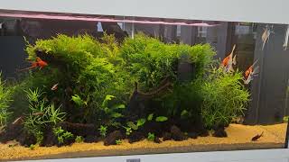 Office aquarium Juwel Rio 180  Oct 2023 [upl. by Swarts]