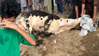 The End💔Meri Cow ki Qurbaani😓 [upl. by Aihsatan577]