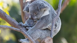 Koalapalooza Three Baby Koalas Peek Out of the Pouch [upl. by Sorazal817]