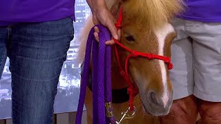 Tiny Trotters mini therapy horses bring joy across the Upstate [upl. by Eenoj]