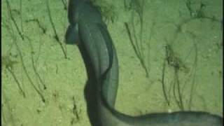 Conger Eel amp Hawaiian Grouper [upl. by Lily714]