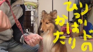 【可愛いシェルティ】犬のリードの正しい引っ張り方。Cute SheltieHow to pull the dogs lead correctly [upl. by Eiznekam]